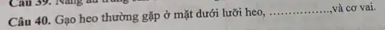 Câu 40. Gạo heo thường gặp ở mặt dưới lưỡi heo,
__ và cơ vai