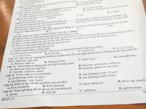 Câu 5. Liên Kerm
A. liên kết photphodieste.
C. liên kết ion.
Câu 6. Chức nǎng chính của phospholipid trong tế bào là gì?
B. Cấu tạo màng sinh emm
A. Nhân biết và truyền tin.
C. Liên kết các tế bào.
D. Cung cấp nǎng lượng.
Câu 7. Dể bảo quản rau quả chúng ta không nên làm điều gi?
A. Ngâm rau quá trong nước muối hoặc nước đường.
B. Sấy khô rau quả.
C. Giữ rau quá trong ngǎn đá của tủ lạnh.
Câu 8. Đơn vị tổ chức cơ sở của mọi sinh vật là
D. Giữ rau quà trong ngǎn mắt của tủ lạnh.
B. tế bào.
A. các đại phân tử.
Câu 9. Cho các nhận định sau:
C. mô.
D. cơ quan.
(1) Cellulose tham gia cấu tạo thành tế bào thực vật.
(2) Glycogen là chất dự trữ của cơ thể thực vật.
(3) Glucose là nguyên liệu chủ yếu cho quang hợp.
(5) Tinh bột là chất dự trữ trong cây.
(4) Chitin cấu tạo bộ xương ngoài của côn trùng.
Trong các nhận định trên có bao nhiêu nhận định đúng với vai trò của carbohydrate trong tế bào và cơ thể?
A. 2.
B. 3.
C. 5.
D. 4.
Câu 10. Những đạc điểm về phân tử RNA dưới đây là đúng?
(1) mRNA được sử dụng làm mạch khuôn để tổng hợp protein.
(2) rRNA có chức nǎng vận chuyển đặc hiệu các acid amin tới ribôxôm cung cấp cho quá trình tổng hợp RNA.
(3) tRNA có chức nǎng tham gia cấu tạo nên ribosome -nơi diễn ra quá trình tổng hợp protein.
(4) rRNA có chức nǎng tham gia cấu tạo nên ribosome
- nơi diễn ra quá trình tổng hợp protein.
(5) mRNA mạch thẳng.không xoắn.
(6) Không phải tất cả các loại RNA đều được sử dụng làm khuôn tổng hợp protein.
A. (1), (4), (5 ),(6).
B. (1),(3),(6)
C. (1),(3
Câu 11. Lĩnh vực nào của ngành Sinh học nghiên cứu về cơ sở phân tử của các cơ chế di truyền như nhân đôi
DNA, phiên mã, dịch mã?
D. (1),(2),(5),(6).
A. Sinh học phân tử.
B. Sinh học tế bào.
D. Giải phẫu họC.
Câu 12. Nhóm phân từ đường nào sau đây là đường đơn?
C. Sinh lí họC.
A. Galactose, lactose, tinh bột.
C. Tinh bột, cellulose chitin.
B. Glucose, saccharose , cellulose.
Câu 13. Tế bào nhân sơ có kích thước
D. Fructose, galactose, glucose.
A. lớn (khoảng Smm -10 mm).
C. nhỏ (khoảng 1 jum -5 (um).
B. nhỏ (khoảng 5 um -10 um)
Câu 14. tRNA là tên viết tắt của RNA nào sau đây?
D. lớn (khoảng 1mm -5 mm).
A. RNA di chuyển.
B. RNA riboxom.
Mã đề 101
Câu 15. Thuật ngữ dùng để chi tất cả các loại đường là
C. RNA thông tin.
D. RNA vận chuyển
A. đường.
B. tinh bột.
C. cellulose.
D. carbohydrate.