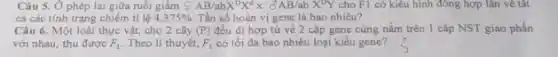 Câu 5. Ở phép lai giữa ruồi giấm Q AB/abX^DX^dxdAB/abX^DY cho F1 có kiểu hình đông hợp lặn về tất
cả các tính trạng chiếm tỉ lệ 4,375% . Tần số hoán vị gene là bao nhiêu?
Câu 6. Một loài thực vật, cho 2 cây (P) đều dị hợp từ về 2 cặp gene cùng nằm trên 1 cắp NST giao phấn
với nhau, thu được F_(1) Theo lí thuyết, F_(1) có tối đa bao nhiêu loại kiểu gene ?