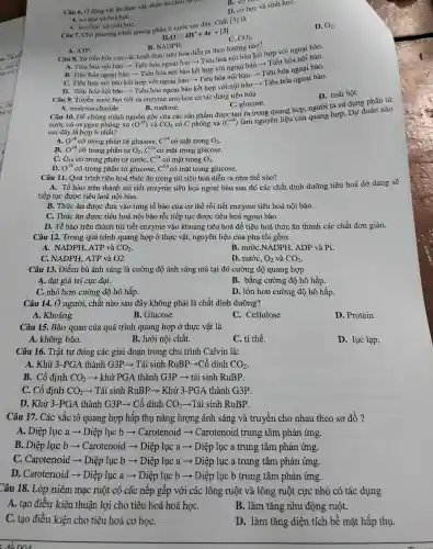 Cầu 6. Ở động vật ǎn thực vật, thức ǎn chịu sự t
B. co
D. cơ học và sinh họC.
A. cơ học và hoá họC.
C. hoá học và sinh họC.
D. O_(2)
Câu 7. Cho phương trình quang phân đây. Chất [3]là
C. CO_(2)
H_(2)Osquare 4H^++4e^-+[3]
A. ATP.
B. NADPH.
Câu 8. Sự tiến hóa của các hình thức tiêu hóa diễn ra theo hướng nào?
A. Tiêu hóa nội bào ­­­­→ Tiêu hóa ngoại bào ­­­­→ Tiêu hóa nội bào kết hợp với ngoại bào.
B. Tiêu hóa ngoại bào ­­­­→Tiêu hóa nội bào kết hợp với ngoại bào ­­­­→ Tiêu hóa nội bào.
D. Tiêu hóa
C. Tiêu hóa nội bào kết hợp với ngoại bào ­­­­→ Tiêu hóa nội bào ­­­­→Tiêu hóa ngoai bào.
Câu 9.Tuyến nước bọt tiết ra enzyme amylase có tác dụng tiêu hóa
D. tinh bột.
A.monosaccharide.
B. maltose. Câu 10. Để chứng minh nguồn gốc của các sản phẩm được tạo ra trong quang hợp , người ta sử dụng phân tử
C. glucose.
nước có oxygen phóng xạ (O^18) và CO_(2) có C phóng xạ ( (C^14)
làm nguyên liêu của quang hợp. Dự đoán nào
sau đây là hợp lí nhất?
A. O^18 có trong phân tử glucose, C^14 có mặt trong O_(2)
B. O^18 có trong phân tử O_(2),C^14 có mặt trong glucose.
C. O18 có trong phân tử nước, C^14 có mặt trong O_(2)
D. O^18 có trong phân tử glucose, C^14 có mặt trong glucose.
Câu 11.. Quá trình tiêu hoá thức ǎn trong túi tiêu hoá diễn ra như thế nào?
A. Tế bào trên thành túi tiết enzyme tiêu hoá ngoại bào sau đó các chất dinh dưỡng tiêu hoá dở dang sẽ
tiếp tục được tiêu hoá nội bào.
B. Thức ǎn được đưa vào từng tế bào của cơ thể rồi tiết enzyme tiêu hoá nội bào.
C. Thức ǎn được tiêu hoá nội bào rồi tiếp tục được tiêu hoá ngoại bào.
D. Tế bào trên thành túi tiết enzyme vào khoang tiêu hoá để tiêu hoá thức ǎn thành các chất đơn giản.
Câu 12.Trong quá trình quang hợp ở thực vật, nguyên liệu của pha tối gồm
A. NADPH , ATP và CO_(2)
B. nước,NADPH., ADP và Pi.
C. NADPH , ATP và O2.
D. nước, O_(2) và CO_(2)
Câu 13.Điểm bù ánh sáng là cường độ ánh sáng mà tại đó cường độ quang hợp
A. đạt giá tri cực đại.
B. bằng cường độ hô hấp.
C. nhỏ hơn cường độ hô hấp.
D. lón hơn cường độ hô hấp.
Câu 14. Ở người,. chất nào sau đây không phải là chất dinh dưỡng?
A. Khoáng
B. Glucose
C. Cellulose
D. Protein
Câu 15 . Bào quan của quá trình quang : hợp ở thực vật là
A. không bào.
B. lưới nội chất.
C. ti thể.
D. lục lạp.
Câu 16.. Trật tự đúng các giai đoạn trong chu trình Calvin là:
A. Khử 3-PGA thành G3P ­­­­→ Tái sinh RuBP.­­­­→Cố dinh CO_(2)
B. Cố định CO_(2) ­­­­→ khử PGA thành G3P ­­­­→ tái sinh RuBP.
C. Cố định CO_(2) ­­­­→ Tái sinh RuBP ­­­­→ > Khử 3-PGA thành G3P.
D. Khử 3 -PGA thành G3P ­­­­→ Cố dinh CO_(2) ­­­­→Tái sinh RuBP.
Câu 17.Các sắc tố quang hợp hấp thụ nǎng lượng ánh sáng và truyền cho nhau theo sơ đồ?
A. Diệp lục a ­­­­→ Diệp lục b > Carotenoid Carotenoid trung tâm phản ứng.
B. Diệp lục b ­­­­→ Carotenoid ­­­­→ Diệp lục a ­­­­→ Diệp lục a trung tâm phản ứng.
C. Carotenoid ­­­­→ Diệp lục b ­­­­→ Diệp lục a ­­­­→ Diệp lục a trung tâm phản ứng.
D. Carotenoid ­­­­→ Diệp lục a ­­­­→ Diệp lục b ­­­­→ Diệp lục b trung tâm phản ứng.
Câu 18.. Lớp niêm mạc ruột có các nêp gâp với các lông ruột và lông ruột cực nhỏ có tác dụng
A. tạo điều kiện thuận lợi cho tiêu hoá hoá họC.
B. làm tǎng nhu động ruột.
C. tạo điều kiện cho tiêu hoá cơ họC.
D. làm tǎng diện tích bề mặt hấp thụ.