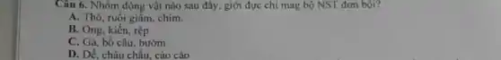 Câu 6. Nhóm động vật nào sau đây , giới đực chi mag bộ NST đơn bội?
A. Thỏ, ruồi giấm chim.
B. Ong, kiến, rệp
C. Gà, bồ câu bướm
D. Dể, châu chấu . cào cào