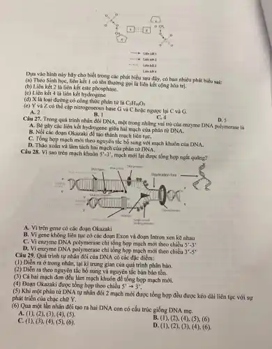 __
__
__
Dựa vào hình này hãy cho biết trong các phát biểu sau đây, có bao nhiêu phát biểu sai:
(a) Theo Sinh học , liên kết 1 có tên thường gọi là liên kết cộng hóa trị.
(b) Liên kết 2 là liên kết este phosphase.
(c) Liên kết 4 là liên kết hydrogene
(d) X là loại đường có công thức phân tử là
C_(5)H_(10)O_(5)
(e) Y và Z có thể cặp nitrogeneous base G và C hoặc ngược lại C và G.
A. 2
B. 1
C. 4
Câu 27. Trong quá trình nhân đôi DNA , một trong những vai trò của enzyme DNA polymerase là
D. 5
A. Bẻ gãy các liên kết hydrogene giữa hai mạch của phân tử DNA.
B. Nối các đoạn Okazaki để tạo thành mạch liên tụC.
C. Tổng hợp mạch mới theo nguyên tắc bổ sung với mạch khuôn của DNA.
D. Tháo xoắn và làm tách hai mạch của phân tử DNA.
Câu 28. Vì sao trên mạch khuôn 5'-3'
, mạch mới lại được tổng hợp ngắt quãng?
A. Vì trên gene có các đoạn Okazaki
B. Vì gene không liên tục có các đoạn Exon và đoạn Intron xen kẽ nhau
C. Vi enzyme DNA chỉ tổng hợp mạch mới theo chiều 5'-3'
D. Vì enzyme DNA polymerase chi tổng hợp mạch mới theo chiều 3'-5'
Câu 29. Quá trình tự nhân đôi của DNA có các đặc điểm:
(1) Diễn ra ở trong nhân, tại kì trung gian của quá trình phân bào.
(2) Diễn ra theo nguyên tắc bổ sung và nguyên tắc bán bảo tồn.
(3) Cả hai mạch đơn đều làm mạch khuôn để tổng hợp mạch mới.
(4) Đoạn Okazaki được tổng hợp theo chiều 5'arrow 3'
(5) Khi một phân tử DNA tự nhân đôi 2 mạch mới được tổng hợp đều được kéo dài liên tục với sự
phát triển của chạc chữ Y.
(6) Qua một lần nhân đôi tạo ra hai DNA con có cấu trúc giống DNA mẹ.
A. (1), (2), (3), (4), (5).
B. (1), (2),(4), (5), (6)
C. (1), (3),(4), (5), (6)
D. (1),(2), (3)(4), (6).