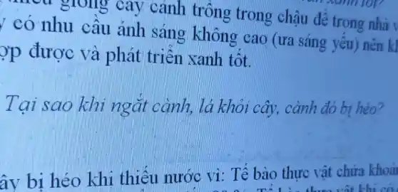 glong cay cảnh tr chậu để trong nhà
y có nhu câu ảnh sang không cao (ưa sáng yếu ) nên kl
ợp được và phát triển xanh tôt.
lar sao khi ngǎn cành, lá khỏi cây,, cành đó bị héo?
ây bi héo khi thiêu nước vì : Tế bào thực vật chứa khoa
vật khi có