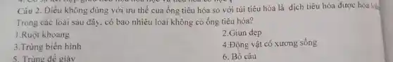 hợp giữa trêu hoa hou học và tiêu hoa có học
Câu 2. Điều không đúng với ưu thế của ống tiêu hóa so với túi tiêu hóa là dịch tiêu hóa được hòa loà
Trong các loài sau đây, có bao nhiêu loài không có ống tiêu hóa?
1.Ruột khoang
2.Giun dẹp
3.Trùng biến hình
4.Động vật có xương sống
5. Trùng đê giày
6. Bồ câu