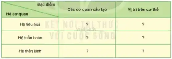 multicolumn(1)(|c|)( Đặc điểm ) & Các cơ quan cấu tạo & Vị tri trên cơ thể 
 Hệ cơ quan & & ? 
 Hệ tiêu hoá & & ? 
 Hệ tuần hoàn & & ? 
 Hệ thần kinh & ? & ?