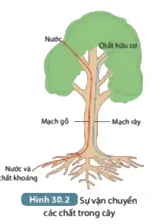 Nước
Chất hou co
Mạch gỗ __ Mạch rây
Nước và
hất khoảng
Hình 30.2 Sự vận chuyến