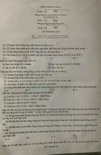 Nǎng lượng ảnh sáng
Nhiệt	111
Nàng lượng hoá học tich luỷ trong
các chǎt hữu cơ
Nhiệt -	[2]
Nǎng lượng tích luý trong ATP
Nhiệt -	13
Các hoạt động sóng
Hinh	lương trong sinh giải
giai đnam chuyển hoà
(1). [1] là giai đoạn tổng hợp chất hữu cơ từ chất vô cơ.
(2). [2] là giai đoạn phân giải chất phức tạp thành chất đơn giản để giải phóng nǎng lượng.
(3). [3] lấy nǎng lượng trong ATP cung cấp cho các hoạt động. V
(4). Giai đoạn [2] có thể là sự phân giải glucose thành nǎng lượng tích lũy trong ATP.
A. 1.
B. 3.
C. 2.
D. 4.
Câu 12. Quá trình quang hợp diễn ra ở
A. thực vật và một số vi khuẩn.
B. thực vật, tảo và một số vi khuẩn.
C. tảo và một số vi khuẩn.
( D. Thực vật, tảo.
Câu 13. Khi nói về cây xương rồng , có bao nhiêu phát biểu sau là đúng?
(1). Xương rồng sống ở điều kiện hoang mạc khô hạn.
(2). Xương rỗng thuộc nhóm thực vật CAM. 
(3). Xương rồng có con đường cố định CO_(2) xảy ra cả ban đêm và ban ngày.
(4). Sản phẩm cố định CO_(2) đầu tiên ở pha tối oxaloacetate.
(5) Trong điều kiện ánh sáng mạnh, cây xương rỗng xảy ra hô hấp sáng làm giảm nǎng suất quang hợp. v
A. 2.
B. 5.
C. 4
D. 3.
Câu 14. Phương trình tổng quát của quá trình hô hấp lá
A. C_(6)H_(12)O_(6)+O_(2)arrow 12CO_(2)+12H_(2)O+nanglueng.
B C_(6)H_(12)O_(6)+6O_(2)arrow 6CO_(2)+6H_(2)O+ninglueng
C. C_(6)H_(12)O_(6)+6O_(2)arrow 6CO_(2)+6H_(2)O
D C_(6)H_(12)O_(6)+O_(2)arrow CO_(2)+H_(2)O+nanglueng.
Câu 15. Một học sinh đã đưa ra một số giải thích "Trong quá trình bảo quản nông sản, cần đưa cường độ hô
hấp của nông sản về mức tối thiểu . Có bao nhiêu giải thích sau đây đúng?
(1). Để giữ được chất lượng nông sản cần duy trì cường độ hô hấp của nông sản ở mức tối thiểu để sự hao
hụt xảy ra ở mức thấp nhất.
(2). Hô hấp làm tiêu hao nǎng lượng nên làm mất nǎng lượng nông sản, nên cần bảo quản không cho hô
hấp
(3). Hô hấp sinh ra quá nhiều nǎng lượng mà nông sản không sử dụng được nên cần bảo quản không cho
hô hấp.
(4). Hô hấp làm phân giải chất hữu cơ làm nông sản gây hao hụt, nên muốn bảo quản cần đưa hô hấp ở
mức thấp nhất.
A. 2.
B. 1.
C. 4.
D.
Câu 16. Ở miền Bắc nước ta, về mùa đông khi nhiệt độ hạ thấp đến mức rét hại thi mạ xuân (lúa non)
2/4 - Mã đề 101