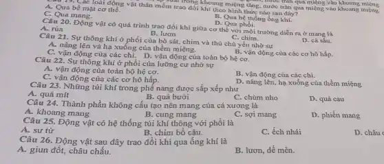 A. Qua bề mặt cơ thể.
-âu 19. Các loài động vật thân mềm trao đổi khí theo hình thức nào sau đây? mềm trao đổi khi theo hiểng tǎng, nước tràn qua miệng vào khoang miệng.
C. Qua mang.
B. Qua hệ thống ống khí.
D. Qua phồi.
Câu 20. Động vật có quá trình trao đổi khí giữa cơ thể với môi trường diễn ra ở mang là A. rùa
B. lươn
C. chim.
Câu 21. Sự thông khí ở phổi của bò sát, chim và thú chủ yếu nhờ sự
A. nâng lên và hạ xuống của thềm miệng.
D. cá sấu.
C. vận động của các chi. D. vận động của toàn bộ hệ cơ.
B. vận động của các cơ hô hấp.
Câu 22. Sự thông khí ở phổi của lưỡng cư nhờ sự
A. vận động của toàn bộ hệ cơ.
B. vận động của các chi.
C. vận động của các cơ hô hấp.
D. nâng lên, hạ xuống của thềm miệng
Câu 23. Những túi khí trong phế nang được sắp xếp như
A. quả mít
B. quả bưởi
C. chùm nho
D. quả cau
Câu 24. Thành phần không cấu tạo nên mang của cá xương là
B. cung mang
A. khoang mang
C. sợi mang
D. phiến mang
Câu 25. Động vật có hệ thống túi khí thông với phồi là
A. sur tử
B. chim bồ câu.
C. ếch nhái
D . châu
Câu 26. Động vật sau đây trao đổi khi qua ống khí là
A. giun đốt, châu chấu.
B. lươn, dế mèn.