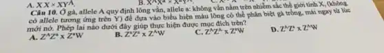 A. XXtimes XYA
X^AX^atimes X^aY^A	".
Câu 10. Ở gà allele A quy định lông vằn, allele a:không vằn nằm trên nhiễm sắc thể giới tính X, (không
có allele tương ứng trên Y) để dựa vào biểu hiện màu lông có thể phân biệt gà trống, mái ngay từ lúc
mới nở. Phép lai nào dưới đây giúp thực hiện được mục đích trên?
A. Z^AZ^atimes Z^aW
B Z^aZ^atimes Z^wedge W
Z^AZ^Atimes Z^aW
D. Z^wedge Z^wedge times Z^wedge W