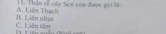 11. Thân rễ cây Sen còn được gọi là:
A. Liên Thạch
B. Liên nhục
C. Liên tâm
D Liên ngẫu (Ngó sen)