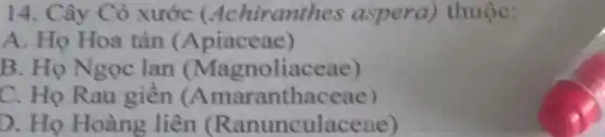 14. Cây Cỏ xước (Achiranthes aspera) thuộc:
A. Họ Hoa tán (Apiaceae)
B. Họ Ngọc lan (Magnoliaceae)
C. Họ Rau giền (Amaranthaceae)
D. Họ Hoàng liên (Ranunculaceae)