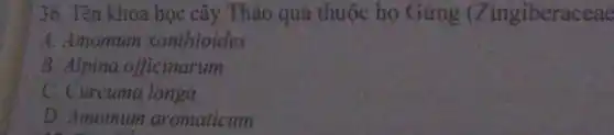 36. Tên khoa hoc cây Thảo quả thuộc họ Gừng (Zingiberaceae
A. Amomum xanthioides
B. Alpina officinarum
C. Curcuma longa
D. Amomum aromaticum