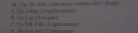 38. Cây Sa nhân (Amomum xanthivides) thuộc:
A. Ho Gimg (Zingiberaceae)
B. Họ Lúa (Poaccae)
C. Ho Ma Tiên (Loganiaceae)
D. Ho hoa môi (Lamiaccae)