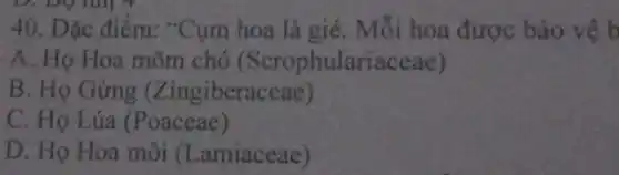 40. Đặc điểm:*Cụm hoa là gié Mỗi hoa được bảo vệ b
A. Họ Hoa mõm chó (Scrophulariaceae )
B. Họ Gừng (Zingiberaceae)
C. Họ Lúa (Poaceae)
D. Họ Hoa môi (Lamiaceae)