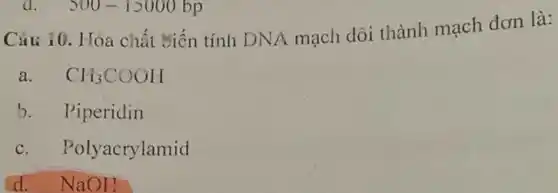 500-15000bp
Câu 10. Hóa chất Điến tính DNA mạch đôi thành mạch đơn là:
a. CH_(3)COOH
b. Piperidin
c. Polyacrylamid
d. NaOH