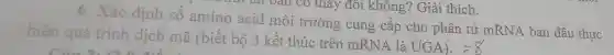 6. Xác định số amino acid môi trường cung cấp cho phân tử mRNA ban đầu thực
ar tail vall có thay đôi không?Giải thích.
hiện
quá trình dịch mã (biết bộ 3 kết thúc trên mRNA là
UGA)