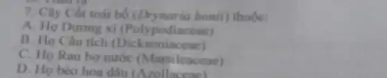 7. Cây Cốt toái bố (Drynaria bonif) thuộc:
A. Họ Dương xi (Polypodiaceae)
B. Họ Cấu tích (Dicksoniaceae)
C. Ho Rau bo nước (Marsileaceae)
D. Họ bèo hoa dâu (Azollacear)