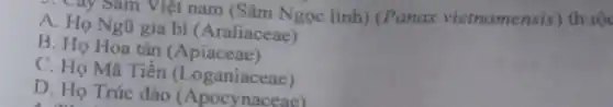 ay Sam Việt nam (Sâm Ngọc linh (Panax vietnamensis)thuộc
A. Họ Ngũ gia bi (Araliaceae)
B. Họ Hoa tán (Apiaceae)
C. Họ Mã Tiền (Loganiaceae)
D. Họ Trúc đào (Loganiaceac)