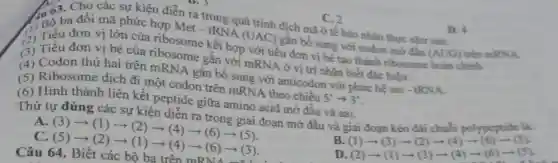 C. 2
kiện diễn ra trong quá trình điểm C
D. 4
ra trong quá trình dịch mã ở tế bào nhân thực như sau:
(AUG)
Met-tRNA(UAC)
gắn bổ sung với codon mở đầu
đơn vị lớn của ribosome
(2) Tiêu đơn vị bé của ribosome gắn với mRNA ở vị trí nhận biết đặc hiệu.
(4) Codon thứ hai trên mRNA gắn bổ sung với anticodon với phức hệ aai -1RNA
(4) Ribosome dịch đi một codon trên mRNA theo chiều
5'arrow 3'
(6) Hình thành liên kết peptide giữa amino acid mở đầu và aai.
Thứ tự đúng các sự kiện diễn ra trong giai đoạn mở đầu và giai đoạn kéo dài chuỗi polypeptide lik
A (3)arrow (1)arrow (2)arrow (4)arrow (6)arrow (5)
(1)arrow (3)arrow (2)arrow (4)arrow (6)arrow (5) (2)arrow (1)arrow (3)arrow (4)arrow (6)arrow (5)
C. (5)arrow (2)arrow (1)arrow (4)arrow (6)arrow (3)
D
Câu 64. Biết các bộ ba trên