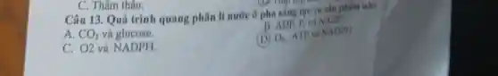 C. Thâm thấu.
Câu 13. Quá trình quang phân li nước ở pha sáng tạo ra cần nhằm nào
A. CO_(2) và glucose.
B. ADP, P, và NADP
C. O2 và NADPH
O_(2)ATP
và NADPH.