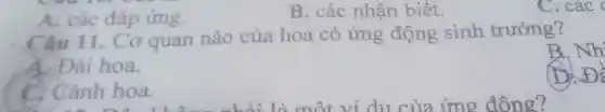 A. các đáp ứng.
B. các nhận biết.
C. các
Câu 11.. Cơ quan nào của hoa có ứng động sinh trưởng?
B. Nh
A. Đài hoa.
C. Cánh hoa.
(D. Để