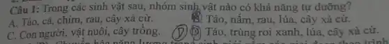 Câu 1: Trong các sinh vật sau, nhóm sinh vật nào có khả nǎng tự dưỡng?
A. Tảo, cá, chim,rau, cây xà cừ.
8) Tảo, nấm, rau, lúa , cây xà cừ.
C. Con người, vật nuôi, cây trông.
(D) Tảo, trùng roi xanh , lúa, cây xà cừ.