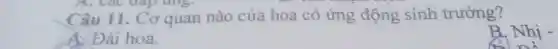 Câu 11. Cơ quan nào của hoa có ứng động sinh trưởng?
Đài hoa.
Nhi-