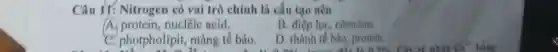 Câu 11:Nitrogen có vai trò chính là cấu tạo nên
A protein, nuclêic acid,
B diệp lục, côenzim
C. photpholipit màng tế bào,
D. thành tế b to. protein