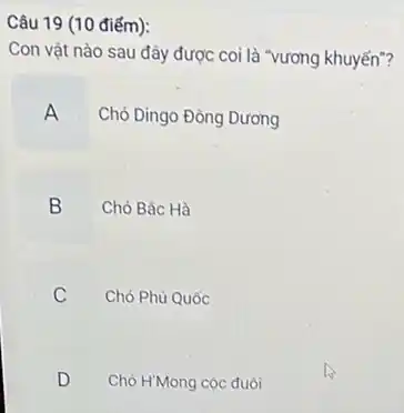 Câu 19 (10 điếm):
Con vật nào sau đây được coi là "vương khuyến"?
Chó Dingo Đông Dương
Chó Bắc Hà
B B
C
Chó Phú Quốc
D
Chó HMong cộc đuôi