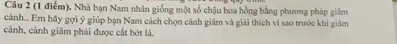 Câu 2 (1 điểm ). Nhà bạn Nam nhân giống một số chậu hoa hồng bằng phương pháp giâm
cành.. Em hãy gợi ý giúp bạn Nam cách chọn cành giâm và giải thích vì sao trước khi giâm
cành, cành giâm phải được cắt bớt lá.