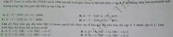 Câu 21. Gene có chiều dài 2550A^circ  và có 1900 liên kết hydrogen Gene bị đột biến thêm 1 cặp A-T. Số lượng từng loại nucleotide môi
trường cung cấp cho gene đột biến tự sao 4 lần là:
A. A=T=5265;G=C=6000
B. A=T=5265;G=C=6015
C. A=T=5250;G=C=6000
D. A=T=5250;G=C=6015
Câu 22. Hóa chất gây đột biến 5BU (5-brom uracil)khi thấm vào tế bào gây đột biến thay thế cặp A-T thành cặp G-C . Quá
trình thay thế được mô tả theo sơ đồ:
A. A-Tarrow C-5BUarrow G-5BUarrow G-C
B. A-Tarrow A-5BUarrow G-5BUarrow G-C
A-Tarrow G-5BUarrow C-5BUarrow G-C
D A-Tarrow U-5BUarrow G-5BUarrow G-C