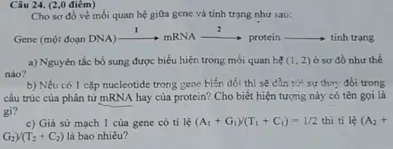 Câu 24. (2,0 điêm)
Cho sơ đồ về mối quan hệ giữa gene và tính trạng như sau:
Gene (một
dogn DNA)xrightarrow (1)mRNAxrightarrow (2)proteinarrow tinh trang
a) Nguyên tắc bổ sung được biểu hiện trong mối quan hệ (1,2) ở sơ đồ như thế
nào?
b) Nếu có 1 cặp nucleotide trong gene biến đổi thì sẽ dẫn tới sự thay đổi trong
cấu trúc của phân tử mRNA hay của protein? Cho biết hiện tượng này có tên gọi là
gì?
c) Giả sử mạch 1 của gene có tỉ lệ (A_(1)+G_(1))/(T_(1)+C_(1))=1/2 thi tỉ lệ (A_(2)+
G_(2))/(T_(2)+C_(2)) là bao nhiêu?