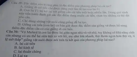 Câu 29: Đặc điểm nào không phải là đặc điểm của phương pháp lai cải tạo?
A. Giống di cải tiền chi được dùng một lần để tạo con lai F1
B. Con lai F1 lai trở lại với giống cần cải tiến một hoặc nhiều lần Trong quá trình
này tiến hành đánh giá các đặc điểm đang muốn cải tiến,chọn lọc những cá thể đặt
yêu cầu.
C. Chỉ dùng những vật nuôi cùng giống để lai tạo.
D. Giống cải tiến (con lai) cơ bản giữ được đặc điểm của giống và được bố sung
thêm đặc điểm cần có của giông đi cải tiên.
Câu 30: "Vịt Mulard là con lai được lai giữa ngan nhà và vịt nhà, tuy không có khả nǎng sinh
sản nhưng có ưu thể lai siêu trội so với bố, mẹ như lớn nhanh, thịt thơm ngon hơn thịt vịt, tỉ
lệ mỡ thấp" giống vật nuôi được nói trên là kết quả của phương pháp lai nào?
A. lai cải tiến
B. lai kinh tế
C. lai thuần chủng
D. Lai xa