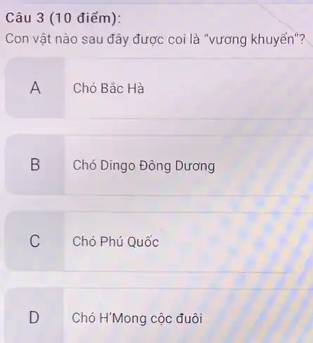 Câu 3 (10 điểm):
Con vật nào sau đây được coi là "vương khuyển"?
A
Chó Bắc Hà
B
Chó Dingo Đông Dương
C
Chó Phú Quốc
D
Chó HMong cộc đuôi