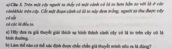 a) Câu 3. Trên một cây người ta thấy có một cành có lá to hơn hẳn so với lá ở các
cànhkhác trên cây.Cắt một đoạn cành có lá to này đem trồng, người ta thu được cây
có tất
cả các lá đều to.
a) Hãy đưa ra giả thuyết giải thích sự hình thành cảnh cây có lá to trên cây có lá
bình thường.
b) Làm thế nào có thể xác định được chắc chắn giả thuyết mình nêu ra là đúng?