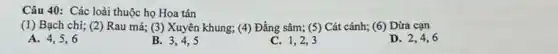 Câu 40: Các loài thuộc họ Hoa tán
(1) Bạch chi; (2)Rau má; (3) Xuyên khung; (4) Đẳng sâm;(5) Cát cánh; (6)Dừa cạn
A. 4,5,6
B. 3,4,5
C. 1,2,3
D. 2,4,6