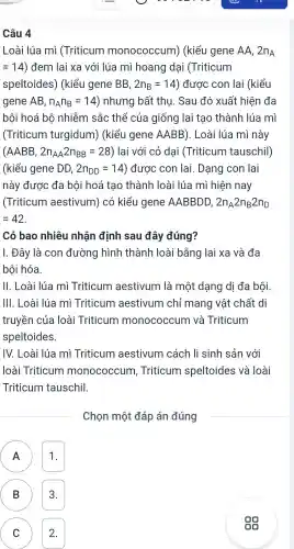 Câu 4
Loài lúa mì (Triticum monococcum)(kiểu gene AA. 2n_(A)
=14) đem lai xa với lúa mì hoang dai (Triticum
speltoides)(kiểu gene BB,2n_(B)=14 ) được con lai (kiểu
gene AB, n_(A)n_(B)=14 ) nhưng bất thu . Sau đó xuất hiện đa
bội hoá bộ nhiễm sắc thể của giống lai tao thành lúa mì
(Triticum turgidum)(kiểu gene AABB). Loài lúa mì này
(AABB,2n_(AA)2n_(BB)=28) ) lai với cỏ dai (Triticum tauschil)
(kiểu gene DD, 2n_(DD)=14 ) được con lai . Dạng con lai
này được đa bôi hoá tao thành loài lúa mì hiện nay
(Triticum aestivum)có kiểu gene AABBDD. 2n_(A)2n_(B)2n_(D)
=42
Có bao nhiêu nhận định sau đây đúng?
I. Đây là con đường hình thành loài bằng lai xa và đa
bôi hóa.
II. Loài lúa mì Triticum aestivum l là một dạng dị đa bôi.
III. Loài lúa mì Triticum aestivum chỉ mang vật chất di
truyền của loài Triticum monococcum I và Triticum
speltoides.
IV. Loài lúa mì Triticum aestivum cách li sinh sản với
loài Triticum monococcum Triticum speltoides và loài
Triticum tauschil.
Chọn một đáp án đúng
A 1. A
B 3. B
C 2.
C