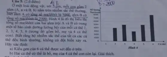 Câu 5: (20 điêm)
Ở một loài động vật, xét 2 gen mỗi gen gồm 2
alen (A, a và B, b) nǎm trên nhiễm sắc thể thường.
biết alen A có tổng số nuclêôtit là 3000, alen B có
tổng số nuclêôtit là 2000. Hình 4 là đồ thị biểu thị
tổng số nuclêôtit của hai alen trội A và B có trong
một tế bào sinh đường lưỡng bội của mỗi cá thể 1.
2,3,4.5 , 6 (trong đó gồm bô, mẹ và 4 cá thể
con). Biết rằng bộ nhiễm sắc thể của tất cả các cá
thể đều bình thường , không có đột biến xảy ra.
Hãy xác định:
a) Kiêu gen của 6 cá thể được xét đến ở trên.
b) Hai cá thể có thể là bố,, mẹ của 4 cá thể con còn lại.Giải thích.