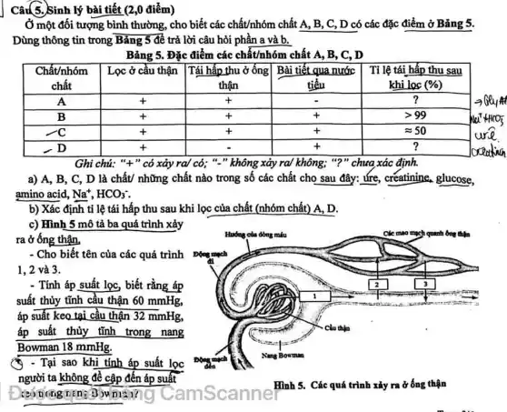 Câu 5. Sinh lý bài tiết (2,0 điểm)
Ở một đối tượng bình thường, cho biết các chất/nhóm chất mathrm(A), mathrm(B), mathrm(C), mathrm(D) có các đặc điểm ở Bảng 5 . Dùng thông tin trong Bảng 5 để trả lời câu hỏi phần a và b.
Bảng 5. Đặc điểm các chất/nhóm chất mathrm(A), mathrm(B), mathrm(C), mathrm(D) 

 }(c)
Chất/nhóm 
chất
 & Lọc ở cầu thận & 
Tái hấp thu ở ống 
thận
 & 
Bài tiết qua nước 
tiều
 & 
Tỉ lệ tái hấp thu sau 
khi loc (%)
 
 A & + & + & - & ? 
 B & + & + & + & >99 
 -C & + & + & + & approx 50 
 -D & + & - & + & ? 


Ghi chú: "+" có xảy ra/ có; "." không xảy ra/ không; "?" chua xác định.
a) A, B, C, D là chất/ những chất nào trong số các chất cho sau đây: "ức, creatinine, glucose, amino acid, mathrm(Na)^+, mathrm(HCO)_(3) .
b) Xác định ti lệ tái hấp thu sau khi lọc của chất (nhóm chất) A, D.
c) Hình 5 mô tả ba quá trình xảy ra ở ống thân.
- Cho biết tên của các quá trình 1,2 và 3 .
- Tính áp suất lọc, biết rằng áp suất thủy tĩnh cầu thận 60 mathrm(mmHg) , áp suất keo tại cầu thận 32 mathrm(mmHg) , áp suất thủy tĩnh trong nang Bowman 18 mathrm(mmHg) .
- Tại sao khi tính áp suất lọc người ta không để cập đến áp suất
Hinh 5. Các quá trình xảy ra ở óng thận