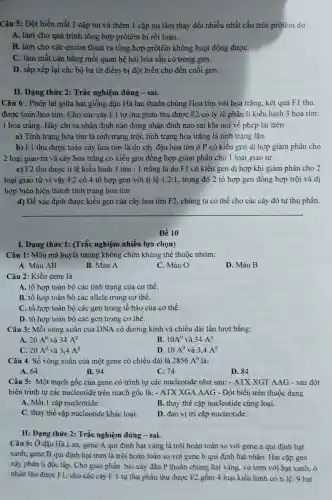 Câu 5: Đột biến mất 1 cặp nu và thêm 1 cặp nu làm thay đổi nhiều nhất cấu trúc prôtêin do
A. làm cho quá trình tổng hợp prôtêin bi rối loan.
B. làm cho các enzim tham ra tổng hợp prôtêin không hoạt động đượC.
C. làm mất cân bằng mối quan hệ hài hòa sẵn có trong gen.
D. sắp xếp lại các bộ ba từ điểm bị đột biến cho đến cuối gen.
II. Dạng thức 2:Trắc nghiệm đúng -sai.
Câu 6 : Phép lai giữa hai giống đậu Hà lan thuần chủng Hoa tím với hoa trắng, kết quả F1 thu
được toàn hoa tím . Cho các cây F1 tự thụ phấn thu được F2 có tỷ lệ phân li kiểu hình 3 hoa tím:
1 hoa trǎng. Hãy chỉ ra nhận định nào đúng nhận đình nào sai khi nói về phép lai trên:
a) Tính trạng hoa tím là tính trạng trội, tính trạng hoa trắng là tính trạng lǎn.
b) F1 thu được toàn cây hoa tím là do cây đậu hoa tím ở P có kiểu gen dị hợp giảm phân cho
2 loại giao tử và cây hoa trǎng có kiểu gen đồng hợp giảm phân cho 1 loại giao tử
c) F2 thu được tỉ lê kiểu hình 3 tím : 1 trắng là do F1 có kiểu gen dị hợp khi giảm phân cho 2
loại giao tử vì vậy F2 có 4 tổ hợp gen với tỉ lê 1:2:1 , trong đó 2 tổ hợp gen đồng hợp trội và dị
hợp biểu hiện thành tính trạng hoa tím
d) Để xác định được kiểu gen của cây hoa tím F2 chúng ta có thể cho các cây đó tự thụ phấn.
__
Đề 10
I. Dạng thức 1:(Trắc nghiệm nhiều lựa chọn)
Câu 1: Máu mà huyết tương không chứa kháng thể thuộc nhóm:
A. Máu AB
B. Máu A
C. Máu O
D. Máu B
Câu 2: Kiểu gene là
A. tổ hợp toàn bộ các tính trạng của cơ thể.
B. tổ hợp toàn bộ các allele trong cơ thể.
C. tổ hợp toàn bộ các gen trong tế bào của cơ thể
D. tổ hợp toàn bộ các gen trong cơ thể.
Câu 3: Mỗi vòng xoắn của DNA có đường kính và chiều dài lần lượt bằng:
A. 20A^0 và 34A^0
B. 10A^0 và 34A^0
C. 20A^0 và 3,4A^0
D. 10A^0 và 3,4A^0
Câu 4: Số vòng xoắn của một gene có chiều dài là 2856A^0 là:
A. 64
B. 94
C. 74
D. 84
Câu 5: Một mạch gốc của gene có trình tự các nucleotide như sau: - ATX XGT AAG - sau đột
biến trình tự các nucleotide trên mạch gốc là: - ATX XGA AAG - Đột biến trên thuộc dạng
A. Mất 1 cặp nucleotide .
B. thay thế cặp nucleotide cùng loại.
C. thay thế cặp nucleotide khác loại.
D. đảo vị trí cặp nucleotide.
II: Dạng thức 2:Trắc nghiệm đúng -sai.
Câu 6: Ở đậu Hà Lan, gene A qui định hạt vàng là trội hoàn toàn so với gene a qui định hạt
xanh; gene B qui định hạt trơn là trội hoàn toàn so với gene b qui định hạt nhǎn. Hai cặp gen
này phân li độc lập. Cho giao phấn hai cây đậu P thuần chủng hạt vàng vỏ trơn với hạt xanh. ỏ
nhǎn thu được F1.cho các cây F 1 tự thụ phấn thu được F2 gồm 4 loại kiểu hình có tỉ lệ: 9 hạt