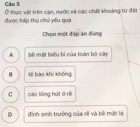 Câu 5
Ở thực vật trên cạn, nước và các chất khoáng từ đất
được hấp thụ chủ yếu qua
Chọn một đáp án đúng
A
bề mặt biểu bi của toàn bộ cây
A
B D
tế bào khí khổng
C C
các lông hút ở rễ
D )
đỉnh sinh trưởng của rễ và bề mǎt lá.