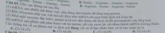 Câu 65. Cho các thông ti laning
B. Serine-Arginine - Alanine - Arginine
. Cho cá Serine - Alanine Serine
D. Arginine - Serine -Arginine - Serine
các thông tin sau đây
(2) Khi ri, sau phiên mã được trực tiếp dùng làm khuôn để tổng hợp protein
(3) Nhiribosome tiếp xúc với mã kết thúc trên mRNA thì quá trình dịch mà hoàn tất
(4) mRNA sau phiên mô phải được cắt bỏ intron, nối các exon lại với nhau thành mRN A trướng thành.
Các thông tin về sự phiên mã và dịch mã đúng với cả tế bào nhân thực và tế bào nhân sơ là:
A. (2) và (3)
B. (3) và (4)
C. (1)và (4)
D. (2) và (4)
Arginine