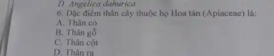 D. Angelica dahurica
6. Đặc điểm thân cây thuộc họ Hoa tán (Apiaceae) là:
A. Thân cỏ
B. Thân gỗ
C. Thân cột
D. Thân ra