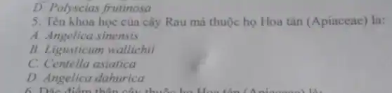 D. Polyscias frutinosa
5. Tên khoa học của cây Rau má thuộc họ Hoa tán (Apiaceae) là:
A. Angelica sinensis
B. Ligusticum wallichii
C. Centella asiatica
D. Angelica dahurica