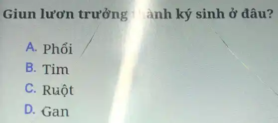 Giun lươn trưởng t ành ký sinh ở đâu?
A. Phổi
B. Tim
C. Ruột
D. Gan