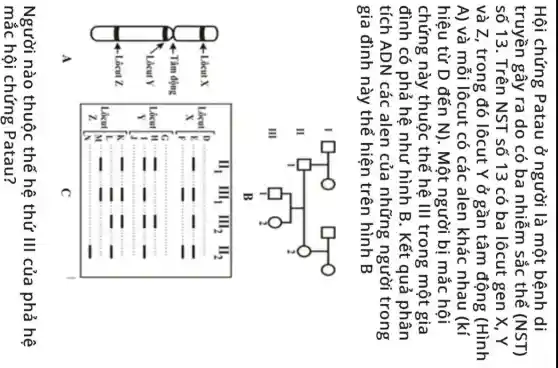 Hội chứng Patau ở người là một bệnh di truyền gây ra do có ba nhiễm sắc thể (NST) số 13. Trên NST số 13 có ba lôcut gen X, Y và Z , trong đó lôcut Y ở gần tâm động (Hinh A) và mỗi lôcut có các alen khác nhau (kí hiệu từ mathrm(D) đến mathrm(N) ). Một người bị mắc hội chứng này thuộc thế hệ III trong một gia đình có phả hệ như hình mathrm(B) . Kết quả phân tích A D N các alen của những người trong gia đình này thể hiện trên hình B 
A
C
Người nào thuộc thế hệ thứ III của phả hệ mắc hội chứng Patau?