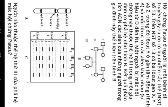 Hội chứng Patau ở người là một bệnh di truyền gây ra do có ba nhiễm sắc thể (NST) số 13. Trên NST số 13 có ba lôcut gen X, Y và Z , trong đó lôcut Y ở gần tâm động (Hình A) và mỗi lôcut có các alen khác nhau (kí hiệu từ mathrm(D) đến mathrm(N) ). Một người bị mắc hội chứng này thuộc thế hệ III trong một gia đình có phả hệ như hình mathrm(B) . Kết quả phân tích A D N các alen của những người trong gia đình này thể hiện trên hình B 
A
C
Người nào thuộc thể hệ thứ III của phả hệ mắc hội chứng Patau?