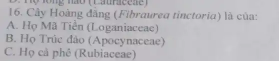 long nào (Lauraceae)
16. Cây Hoàng đẳng (Fibraurea tinctoria) là của:
A. Họ Mã Tiền (Loganiaceae)
B. Họ Trúc đào (Apocynaceae)
C. Họ cà phê (Rubiaceae)
