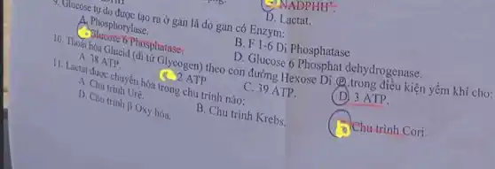 NADPHH^+
7. Ulticose tự do được tạo ra ở gan là do gan có Enzym:
D. Lactat.
A. Phosphorylase.
C. alucose Phosphatase:
B. F 1-6 Di Phosphatase
D. Glucose 6 Phosphat dehydrogenase.
Glycogen) theo con đường Hexose Di (P)trong điều kiện yếm khí cho:
A. 38 ATP
(4) 2 ATP
11. Lactat được chuyển hóa trong chu trình nào:
C. 39 ATP.
(D) 3 ATP.
A chu trinh Ure.
D. Chu trinh
beta  Oxy hóa.
B. Chu trinh Krebs
Chu trình Cori.