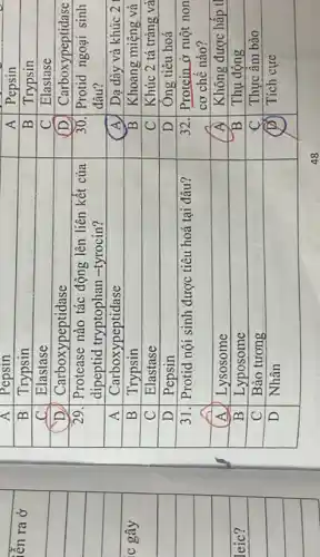 & A & Pepsin & A & Pepsin 
 & B & Trypsin & B & Trypsin 
 & C & Elastase & C & Elastase 
 & D & Carboxypeptidase & (D) & Carboxypeptidase 
 & 29. & }(l)
Protease nào tác động lên liên kết của 
dipeptid tryptophan -tyrocin?
 & 30. & 
Prot 
dâu?
 
 & A & Carboxypeptidase & (A) & Dạ dày và khúc 2 
 & B & Trypsin & B & Khoang miệng và 
 & C & Elastase & C & Khúc 2 tá tràng và 
 & D & Pepsin & D & Ong tiêu hoá 
 & 31. & Prot & 32. & 
Protein ở ruột non 
cơ chế nào?
 
 & A & Lysosome & A & Không được hấp t 
 & B & Lyposome & B & Thụ động 
 & C & Bào tương & C & Thực ầm bào 
 & D & Nhân & (D) & Tích cực 


48